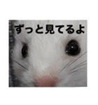 新おもしろかわいい ハムスタースタンプ！（個別スタンプ：23）