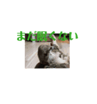 ミントと眠たい仲間たち（個別スタンプ：1）
