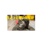 ミントと眠たい仲間たち（個別スタンプ：3）