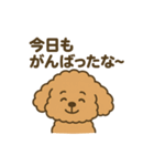 関西弁トイプードルスタンプ（個別スタンプ：1）