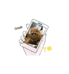 3ニャンズやるにゃん（個別スタンプ：3）