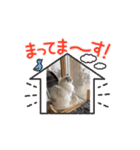 3ニャンズやるにゃん（個別スタンプ：5）