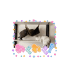 3ニャンズやるにゃん（個別スタンプ：7）