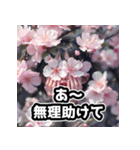 しゃべる桜スタンプ（感情ぐちゃぐちゃ）（個別スタンプ：38）