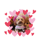 loveAngel.•♥（個別スタンプ：16）