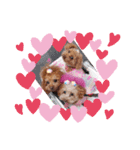loveAngel.•♥（個別スタンプ：18）
