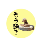 千河のお芋（個別スタンプ：10）