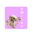 千河のお芋（個別スタンプ：15）