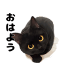 かわいい黒猫ちゃんのスタンプ（個別スタンプ：1）