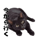 かわいい黒猫ちゃんのスタンプ（個別スタンプ：10）