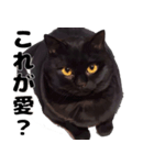 かわいい黒猫ちゃんのスタンプ（個別スタンプ：13）