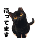 かわいい黒猫ちゃんのスタンプ（個別スタンプ：14）