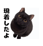 かわいい黒猫ちゃんのスタンプ（個別スタンプ：15）
