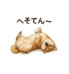柴犬あるあるスタンプ②（個別スタンプ：4）