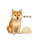 柴犬あるあるスタンプ②（個別スタンプ：6）