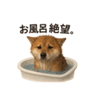 柴犬あるあるスタンプ②（個別スタンプ：7）