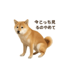 柴犬あるあるスタンプ②（個別スタンプ：11）