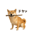 柴犬あるあるスタンプ②（個別スタンプ：12）