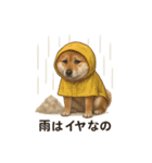 柴犬あるあるスタンプ②（個別スタンプ：13）