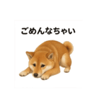 柴犬あるあるスタンプ②（個別スタンプ：14）