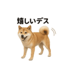 柴犬あるあるスタンプ②（個別スタンプ：15）