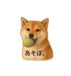 柴犬あるあるスタンプ②（個別スタンプ：16）