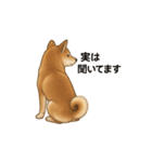 柴犬あるあるスタンプ②（個別スタンプ：17）