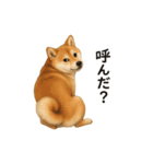 柴犬あるあるスタンプ②（個別スタンプ：24）