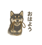 柴犬あるあるスタンプ③（個別スタンプ：2）