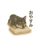 柴犬あるあるスタンプ③（個別スタンプ：4）