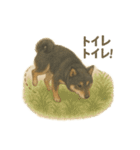 柴犬あるあるスタンプ③（個別スタンプ：5）
