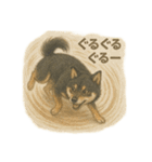 柴犬あるあるスタンプ③（個別スタンプ：6）