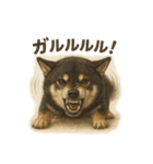 柴犬あるあるスタンプ③（個別スタンプ：10）