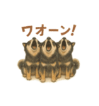 柴犬あるあるスタンプ③（個別スタンプ：12）