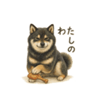 柴犬あるあるスタンプ③（個別スタンプ：13）
