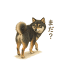 柴犬あるあるスタンプ③（個別スタンプ：14）
