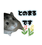 とのまるの日常。（個別スタンプ：1）
