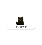 敬語な黒エキゾチックショートヘア（個別スタンプ：6）