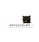 敬語な黒エキゾチックショートヘア（個別スタンプ：16）
