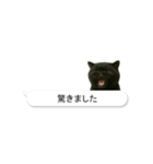 敬語な黒エキゾチックショートヘア（個別スタンプ：19）