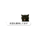 敬語な黒エキゾチックショートヘア（個別スタンプ：20）