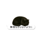 敬語な黒エキゾチックショートヘア（個別スタンプ：25）