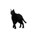 モノクロ猫シルエット（個別スタンプ：15）