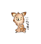 チワワのコハちゃんスタンプ（個別スタンプ：13）