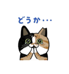 サカイさんちのにゃんこたち。（個別スタンプ：14）