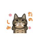 サカイさんちのにゃんこたち。（個別スタンプ：16）