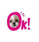 シーズー犬 よく使う日常スタンプ（個別スタンプ：1）