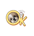 シーズー犬 よく使う日常スタンプ（個別スタンプ：2）