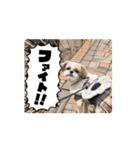 シーズー犬 よく使う日常スタンプ（個別スタンプ：7）