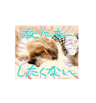 シーズー犬 よく使う日常スタンプ（個別スタンプ：9）